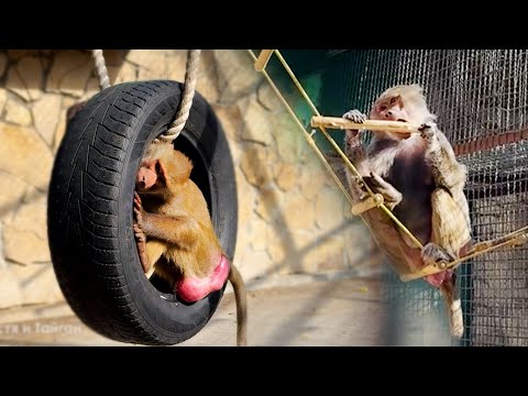 Видео: Люся БЕРЕГИСЬ! Лида выгрызает КОЛ! Люся точит зубы в ответ! Елисей растворился в Лидыных лапах!