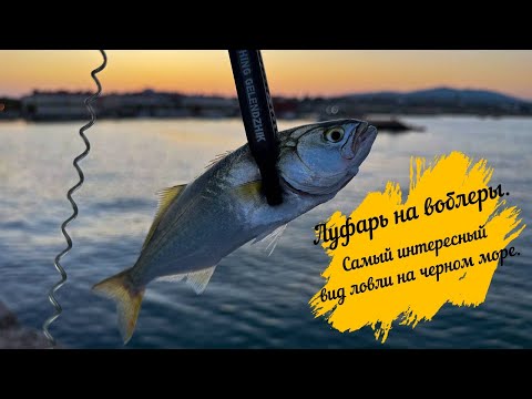 Видео: Луфарь на воблеры.