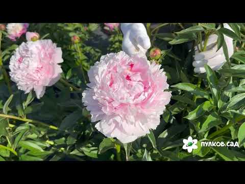 Видео: Sarah Bernhardt peony. Сара Бернар пион. Пулков сад