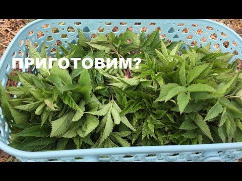 Видео: Готовим СНЫТЬ - три рецепта