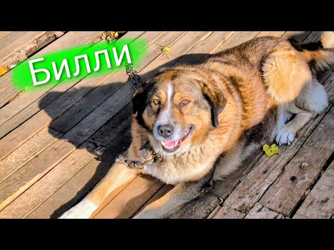 Видео: Мама Алла строит новый настил 