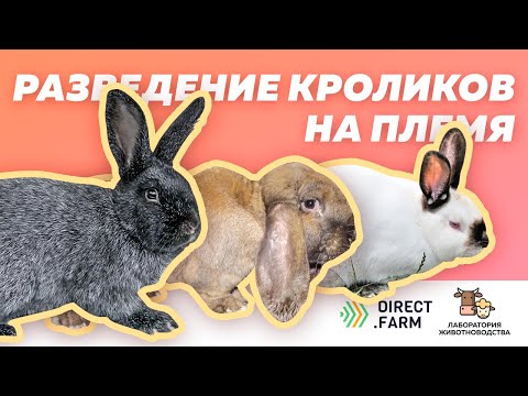 Видео: Чистопородное разведение кроликов: французский баран, калифорнийская, серебристый