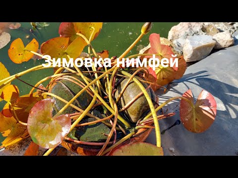 Видео: Зимовка нимфей.