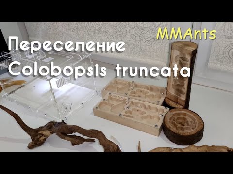Видео: Colobopsis truncata, переселение. Декорирую арену.
