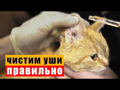 Видео: КАК и ЧЕМ чистить уши кошке в домашних условиях (инструкция из 6 шагов)