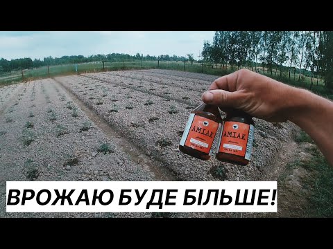 Видео: РОБОЧИЙ СПОСІБ!Чим підживити помідори після висадки у відкритий грунт?Помідори на Поліссі