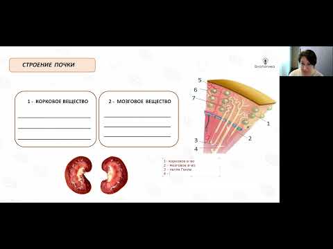 Видео: Лекция 49  Выделение  Кожа