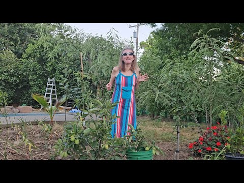 Видео: От почвы к цветению: Подготовка к посадке, обзор яблони и цветов 🌼