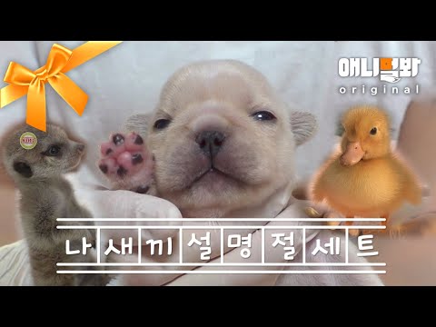 Видео: Подборка самых милых щенков, утят и меркатов