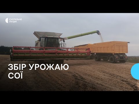 Видео: Аграрії Волині молотять сою: скільки планують зібрати