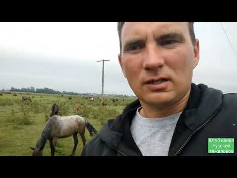 Видео: Как я хотел купить Яков.