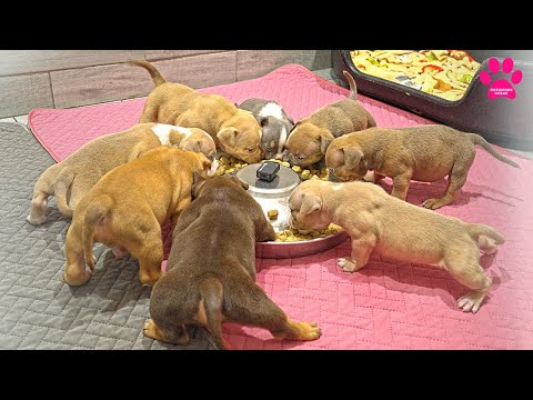 Видео: Маленькие молочные собачки торопятся поесть!😁