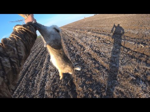 Видео: Охота на зайца. Хотел удрать? Ну - ну!