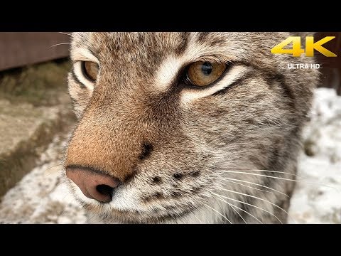 Видео: ПЫТАЮСЬ ПОГЛАДИТЬ ДИКУЮ РЫСЬ / Умка нападает на пуму, Ханна бодается с щенком