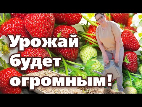 Видео: ПОДКОРМИТЕ КЛУБНИКУ ТАК И БУДЕТЕ С ОГРОМНЫМ УРОЖАЕМ