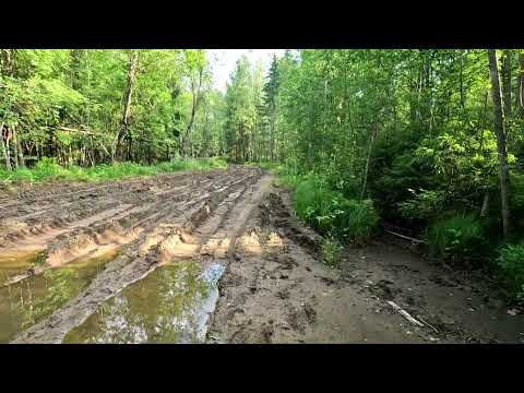 Видео: На Альфе. По лесной дороге. #намопеде #Alpha #полеснойдороге