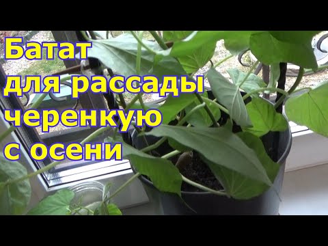 Видео: Размножение батата с осени черенками для сохранения до весны. Больше не храню клубни для посадки