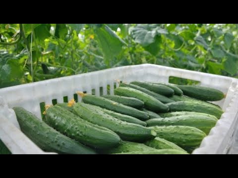 Видео: Как посадить и вырастить ЗИМНИЕ ОГУРЦЫ