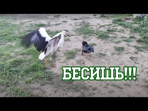 Видео: Ворон, который бесит всех
