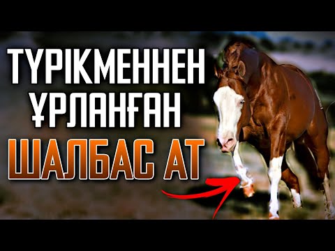 Видео: АДАЙЛАР ҰРЛАҒАН БА❓😱🐎