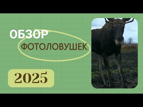 Видео: Обзор ФОТОЛОВУШЕК 2025! Какую фотоловушку выбрать.ОПЫТ реального использования  
