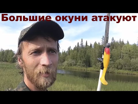 Видео: Злые окуни и щуки атакуют.  Рыбалка в Карелии на спиннинг