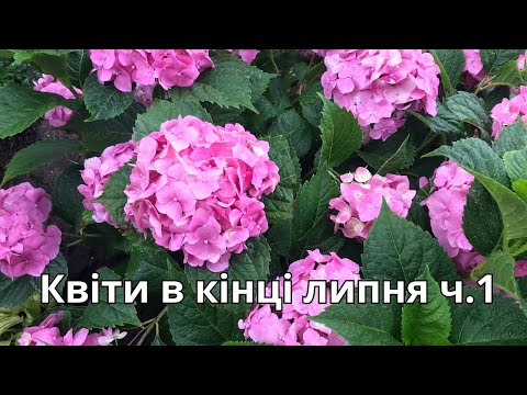 Видео: Квіти в кінці липня. ч.1