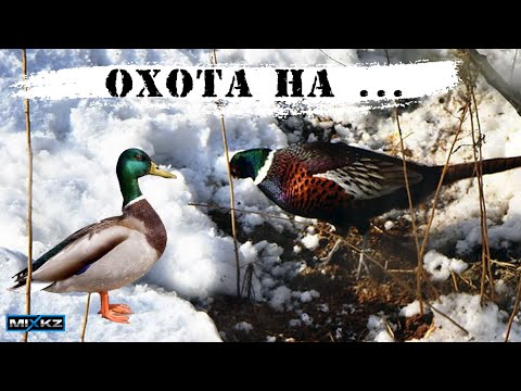 Видео: САМАЯ НЕОБЫЧНАЯ ОХОТА по первому снегу с лайкой, охота на утку фазана в Казахстане, mix kz mixkz