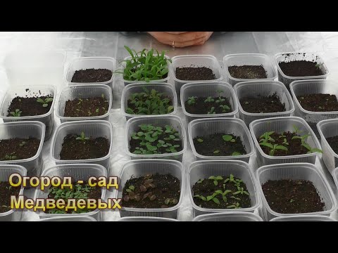 Видео: Рассада цветов  - первая пикировка в этом сезоне