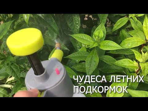 Видео: ЧУДЕСА ЛЕТНИХ ПОДКОРМОК