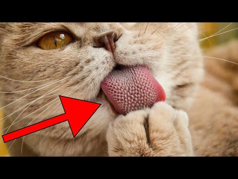 Видео: 26 Фактов, Узнав Которые вы Полюбите Кошек❤️