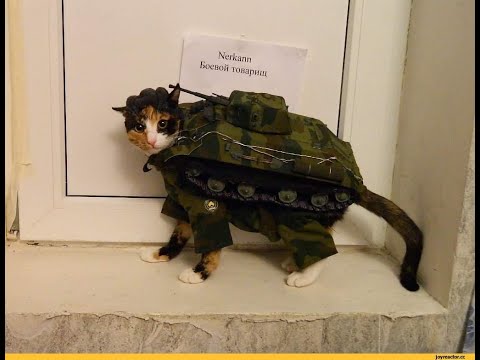 Видео: Tanks Blitz учим как крысить на ПТ