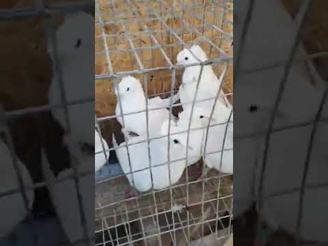 Видео: Махачкалинские духчубые голоногие голуби