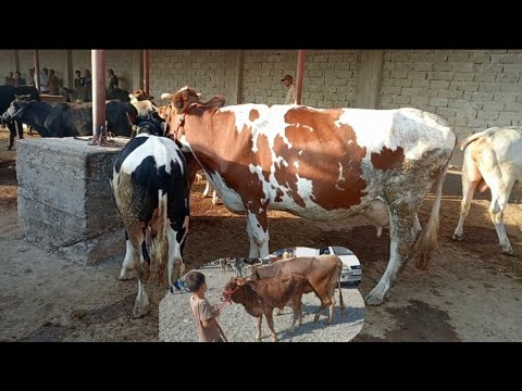 Видео: ЧОРШАНБЕ БОЗОРИ ХАМАДОНИ НАВОРКАРДЕМ БУКАЧА ГУНАЧИН ГОВИ ШИРТЕ