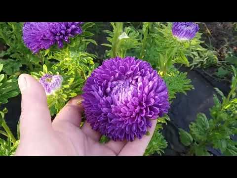 Видео: шикарные астры без заморочек