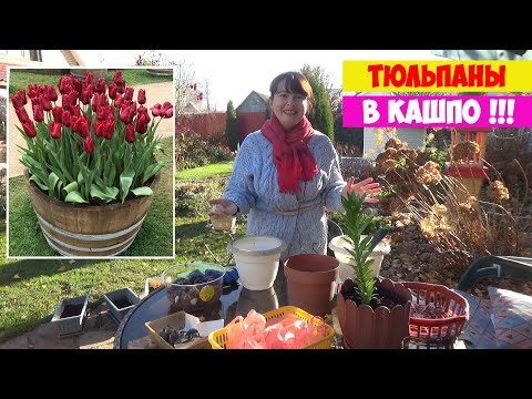 Видео: ТЮЛЬПАНЫ в КАШПО, КОНТЕЙНЕРАХ и ГОРШКАХ! Когда и как сажать? Где и как хранить? ПОЗДНО сажать МОЖНО!