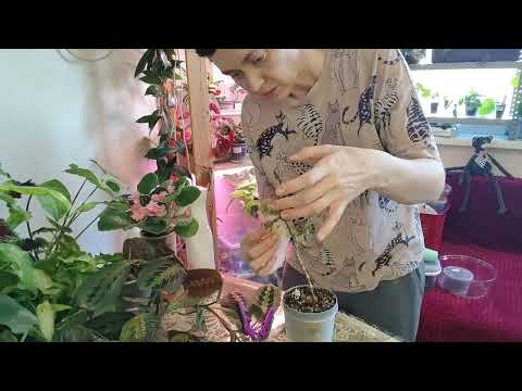 Видео: Каудексная бегония Дрега. Уход, пересадка, размножение, формирование.