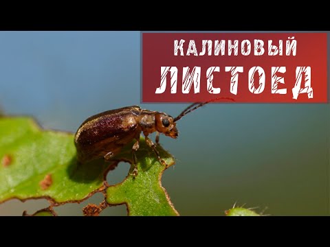 Видео: КАЛИНОВЫЙ ЛИСТОЕД! МЕТОДЫ БОРЬБЫ С КАЛИНОВЫМ ЛИСТОЕДОМ!