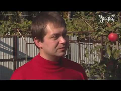 Видео: Альтернативный сад 9 серия яблони