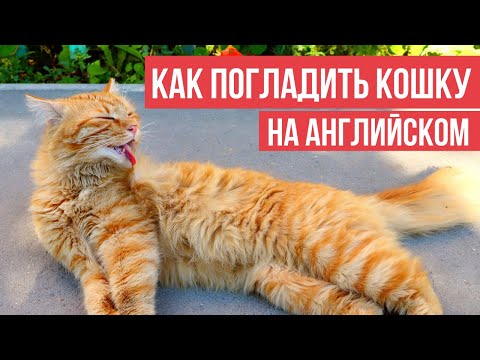 Видео: "РУЧНЫЕ" ДЕЙСТВИЯ, ДЕЙСТВИЯ РУКАМИ на английском языке (take, throw, toss, pet и др.)