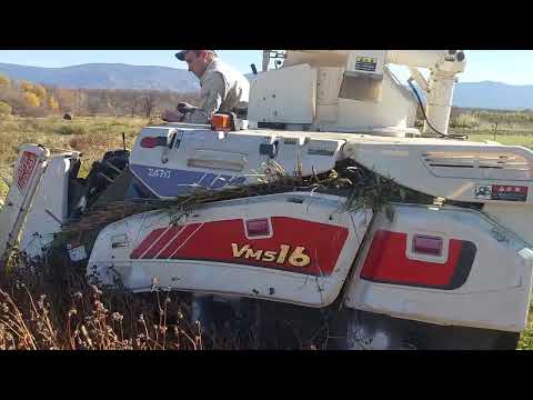 Видео: Уборка гречки японским комбайном