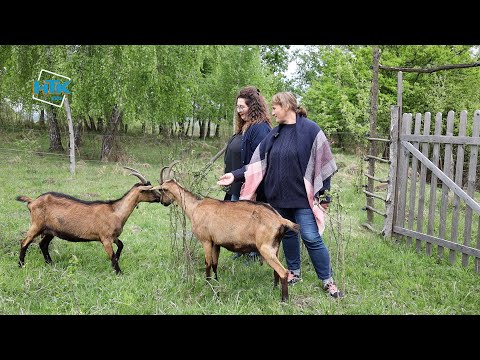 Видео: Біодинамічна козина ферма працює на Коломийщині. Тут виготовляють 30 видів сиру