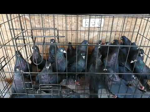 Видео: 28 сентября 2025 г.