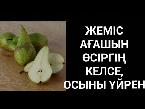 Видео: "СПЕРАЛИЗАЦИЯ" деген не? Жеміс ағаштарын отырғызу ережелері жеміс ағаштарын күтіп баптау бау бақша