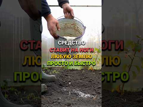 Видео: Натуральное сильное средство для истощенной земли осенью #сад #огород #дача