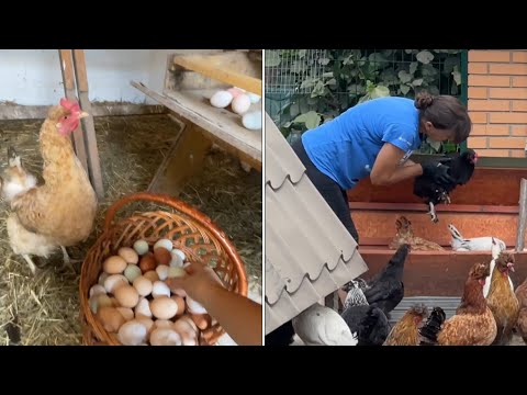 Видео: Наблюдения за КУРЯТНИКОМ помогают УВЕЛИЧИТЬ КОЛИЧЕСТВО ЯИЦ В ГНЕЗДЕ