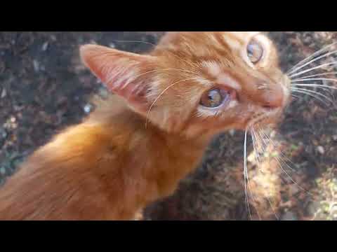 Видео: 🌹 Осенний сад и мои котики-муркотики | Цветы, пчёлки и пушистые помощники 🐾