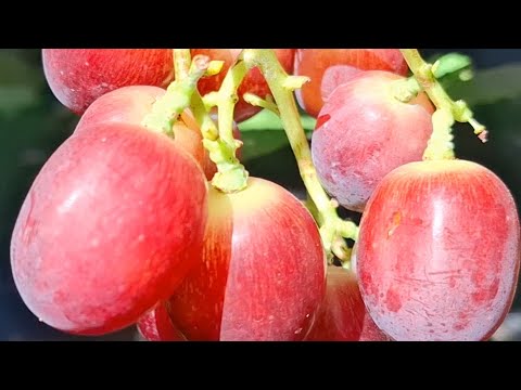 Видео: Селекционный участок 2025г.
