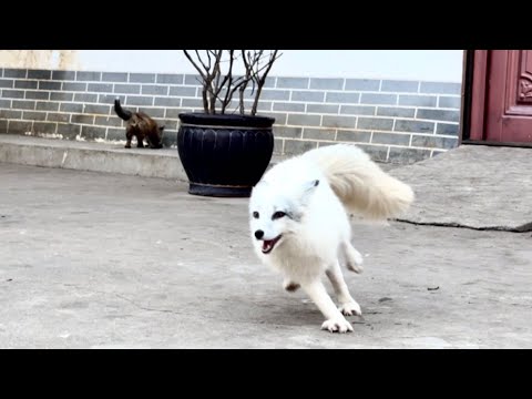 Видео: Неожиданно! Лисёнок 🦊 вдруг подбежал ко мне! ❤😘👍👍👍👍