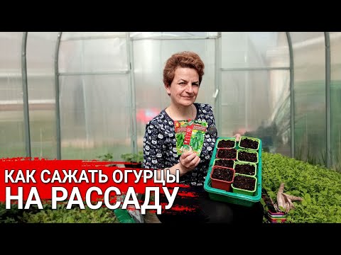 Видео: Как сажать огурцы на рассаду